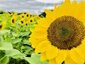 世羅高原農場の写真_409618