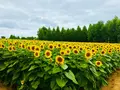 世羅高原農場の写真_409619