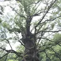 蒲生の大クス(国特別天然記念物）の写真_410162