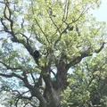 蒲生の大クス(国特別天然記念物）の写真_410163