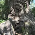 蒲生の大クス(国特別天然記念物）の写真_410164