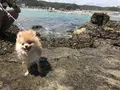 守谷海水浴場の写真_411994