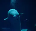 しまね海洋館アクアスの写真_416382