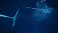 しまね海洋館アクアスの写真_416383