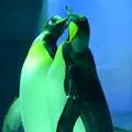 しまね海洋館アクアスの写真_416385