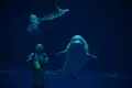 しまね海洋館アクアスの写真_416388