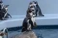 しまね海洋館アクアスの写真_416391