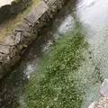 醒井の梅花藻の写真_418703