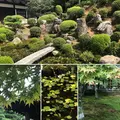 東福寺の写真_428647