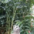 松江フォーゲルパークの写真_432293