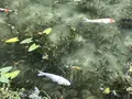 モネの池（名もなき池）の写真_433457