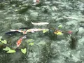 モネの池（名もなき池）の写真_433458
