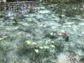 モネの池（名もなき池）の写真_433459