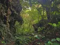 斎場御嶽の写真_434025