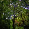 斎場御嶽の写真_434029