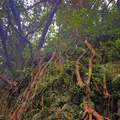 斎場御嶽の写真_434030