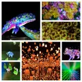 【閉業】森ビルデジタルアートミュージアム：エプソン チームラボボーダレス（MORI Building Digital Art Museum: EPSON teamLab Borderless）の写真_436193