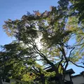 知恩院の写真_441266