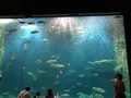 サケのふるさと 千歳水族館の写真_441353