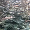 サケのふるさと 千歳水族館の写真_441354