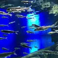 サケのふるさと 千歳水族館の写真_441356