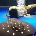 サケのふるさと 千歳水族館の写真_441357