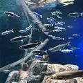 サケのふるさと 千歳水族館の写真_441360