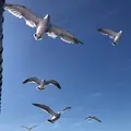 水中展望船ニューしゃこたん号の写真_441450