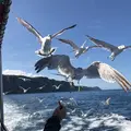水中展望船ニューしゃこたん号の写真_441456
