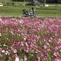 コスモス畑の写真_445650