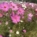 コスモス畑の写真_445651
