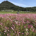 コスモス畑の写真_445652