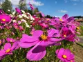 国営備北丘陵公園の写真_447182
