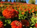 国営備北丘陵公園の写真_447183