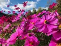 国営備北丘陵公園の写真_447185