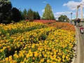 国営備北丘陵公園の写真_447191