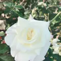 京成バラ園の写真_451789