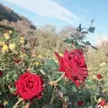 京成バラ園の写真_451792