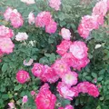 京成バラ園の写真_451793