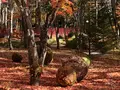 軽井沢高原教会の写真_455042