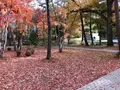 軽井沢高原教会の写真_455045