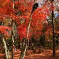 軽井沢高原教会の写真_455047