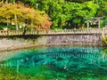 別府弁天池の写真_455500
