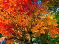 三景園の写真_455511