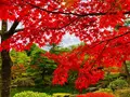 由志園の写真_455528