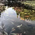 三景園の写真_456389