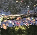 三景園の写真_456390