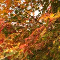 三景園の写真_456395