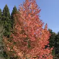 三景園の写真_456399