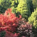 三景園の写真_456400